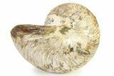Fossil Nautilus (Cymatoceras) - Madagascar #317887-1
